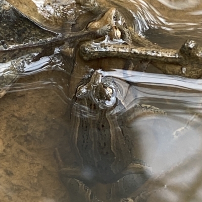 Crinia signifera (Common Eastern Froglet) at Mount Jerrabomberra - 27 Feb 2022 by Steve_Bok