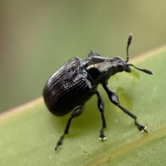 Euops sp. (genus) (A leaf-rolling weevil) at QPRC LGA - 27 Feb 2022 by Steve_Bok