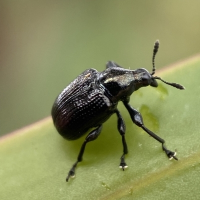 Euops sp. (genus) (A leaf-rolling weevil) at Jerrabomberra, NSW - 27 Feb 2022 by Steve_Bok