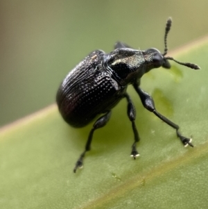 Euops sp. (genus) at Jerrabomberra, NSW - 27 Feb 2022