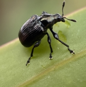 Euops sp. (genus) at Jerrabomberra, NSW - 27 Feb 2022