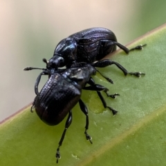 Euops sp. (genus) at Jerrabomberra, NSW - 27 Feb 2022 12:19 PM