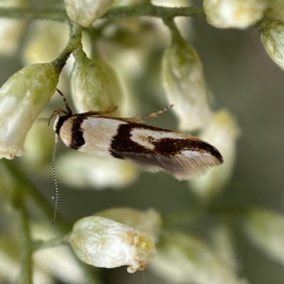 Macrobathra (genus) (A cosmet moth) at QPRC LGA - 27 Feb 2022 by Steve_Bok