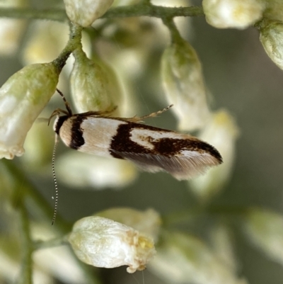 Macrobathra (genus) (A Cosmet moth (Cosmopteriginae) at Jerrabomberra, NSW - 27 Feb 2022 by SteveBorkowskis