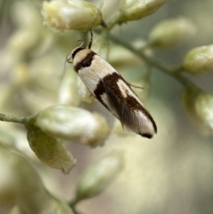 Macrobathra (genus) at Jerrabomberra, NSW - 27 Feb 2022 12:16 PM