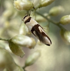 Macrobathra (genus) at Jerrabomberra, NSW - 27 Feb 2022