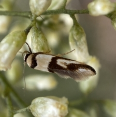 Macrobathra (genus) at Jerrabomberra, NSW - 27 Feb 2022 12:16 PM