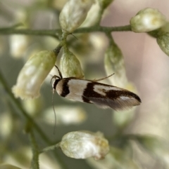 Macrobathra (genus) at Jerrabomberra, NSW - 27 Feb 2022