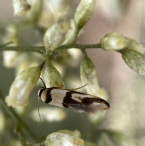 Macrobathra (genus) at Jerrabomberra, NSW - 27 Feb 2022 12:16 PM