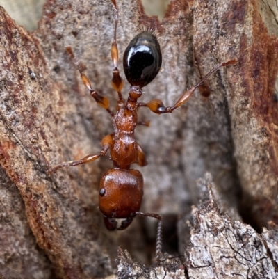 Podomyrma gratiosa (Muscleman tree ant) at Mount Jerrabomberra - 27 Feb 2022 by Steve_Bok