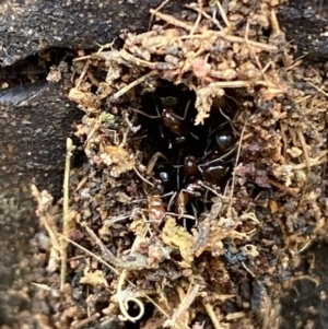 Papyrius nitidus at Jerrabomberra, NSW - suppressed