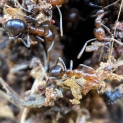 Papyrius nitidus at Jerrabomberra, NSW - suppressed