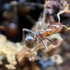 Papyrius nitidus at Jerrabomberra, NSW - suppressed