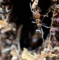 Papyrius nitidus at Jerrabomberra, NSW - suppressed