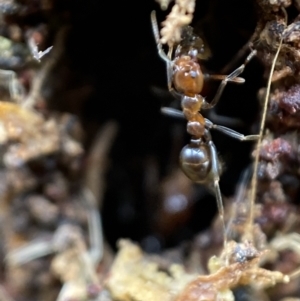 Papyrius nitidus at Jerrabomberra, NSW - suppressed