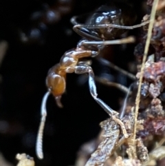 Papyrius nitidus at Jerrabomberra, NSW - suppressed