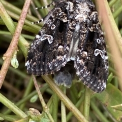 Ectopatria horologa (Nodding Saltbush Moth) at QPRC LGA - 27 Feb 2022 by Steve_Bok