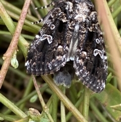 Ectopatria horologa (Nodding Saltbush Moth) at Jerrabomberra, NSW - 27 Feb 2022 by SteveBorkowskis