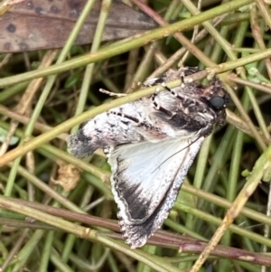 Ectopatria horologa at Jerrabomberra, NSW - 27 Feb 2022 12:03 PM