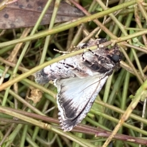 Ectopatria horologa at Jerrabomberra, NSW - 27 Feb 2022 12:03 PM