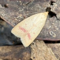Heteroteucha occidua (A concealer moth) at Jerrabomberra, NSW - 27 Feb 2022 by Steve_Bok