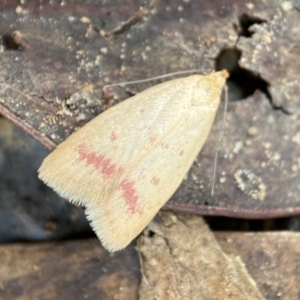 Heteroteucha occidua at Jerrabomberra, NSW - 27 Feb 2022