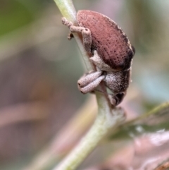 Gonipterus sp. (genus) (Eucalyptus Weevil) at Jerrabomberra, NSW - 27 Feb 2022 by Steve_Bok