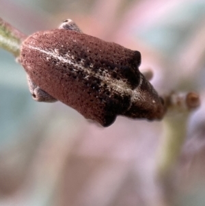 Gonipterus sp. (genus) at Jerrabomberra, NSW - 27 Feb 2022