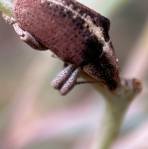 Gonipterus sp. (genus) at Jerrabomberra, NSW - 27 Feb 2022