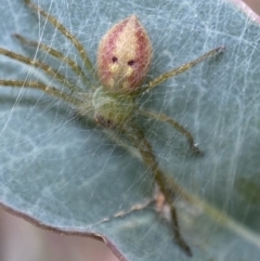 Neosparassus sp. (genus) (Badge huntsman) at Jerrabomberra, NSW - 27 Feb 2022 by SteveBorkowskis