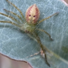 Sparassidae sp. (family) (A Huntsman Spider) at Jerrabomberra, NSW - 27 Feb 2022 by Steve_Bok