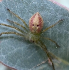 Sparassidae (family) at Jerrabomberra, NSW - 27 Feb 2022