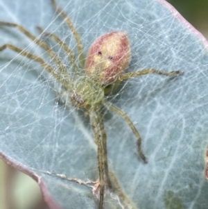 Neosparassus sp. (genus) at QPRC LGA - 27 Feb 2022