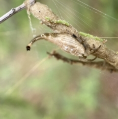 Arachnura higginsi (Scorpion-tailed Spider) at Jerrabomberra, NSW - 27 Feb 2022 by SteveBorkowskis