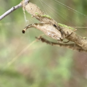 Arachnura higginsi at Jerrabomberra, NSW - 27 Feb 2022