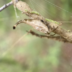 Arachnura higginsi at Jerrabomberra, NSW - 27 Feb 2022