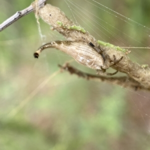 Arachnura higginsi at Jerrabomberra, NSW - 27 Feb 2022 11:51 AM