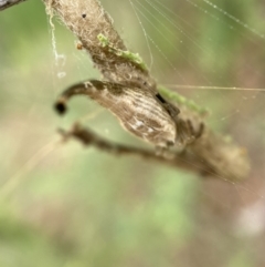 Arachnura higginsi at Jerrabomberra, NSW - 27 Feb 2022