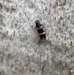 Lemidia accincta (Clerid beetle) at QPRC LGA - 27 Feb 2022 by Steve_Bok