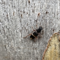 Lemidia accincta at Jerrabomberra, NSW - 27 Feb 2022