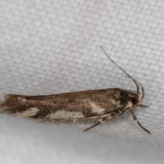 Macrobathra heminephela (Silver Wattle Moth) at Melba, ACT - 1 Jan 2022 by kasiaaus