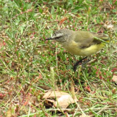 Acanthiza chrysorrhoa (Yellow-rumped Thornbill) at Wamboin, NSW - 27 Feb 2022 by BenW