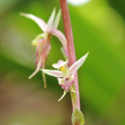 Acianthus exsertus (Large Mosquito Orchid) at Mittagong - 27 Feb 2022 by Snowflake
