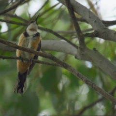 Acanthorhynchus tenuirostris (Eastern Spinebill) at QPRC LGA - 27 Feb 2022 by TomW