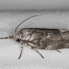 Illidgea epigramma (A Gelechioid moth) at Melba, ACT - 1 Jan 2022 by kasiaaus