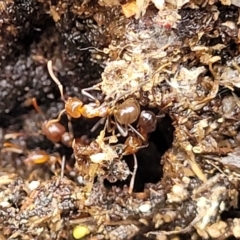 Papyrius sp. (genus) (A Coconut Ant) at Block 402 - 26 Feb 2022 by trevorpreston