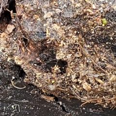Papyrius sp. (genus) at Molonglo Valley, ACT - 27 Feb 2022