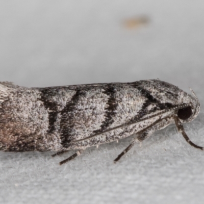 Lichenaula onychodes (A Xyloryctid moth) at Melba, ACT - 1 Jan 2022 by kasiaaus