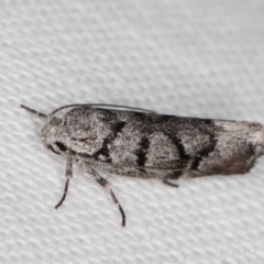 Lichenaula onychodes at Melba, ACT - 1 Jan 2022 11:29 PM