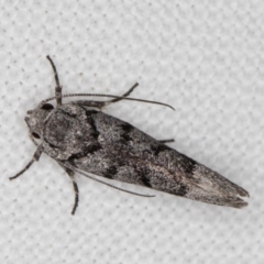 Lichenaula onychodes at Melba, ACT - 1 Jan 2022 11:29 PM